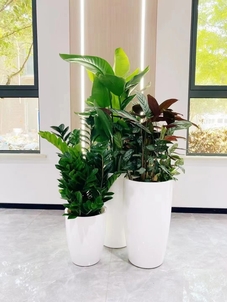 解析宁波北仑花卉租摆价格，超实用！